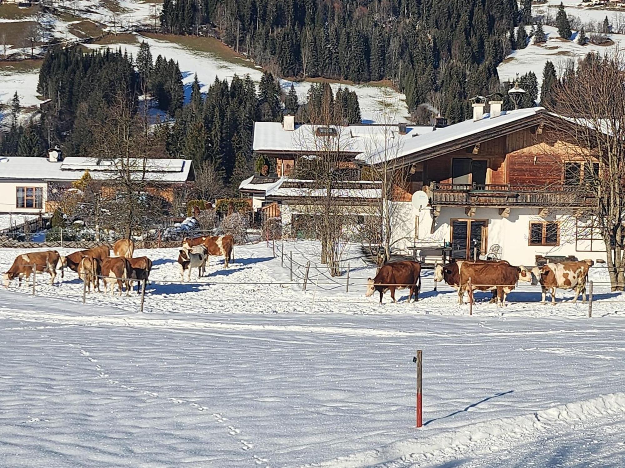 Pension Woetzinghof Kirchberg in Tirol Buitenkant foto